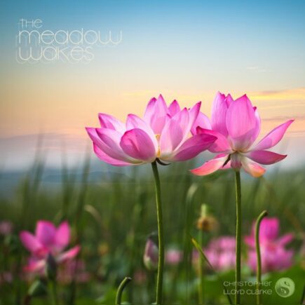 The Meadow Wakes - Album Cover